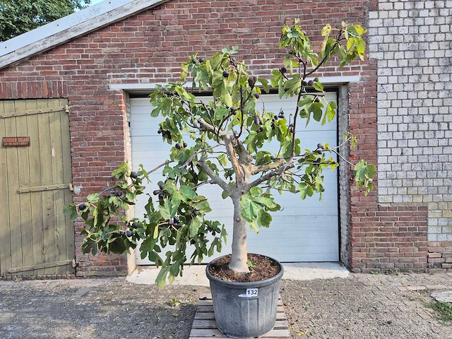 Vijgenboom xxl- ficus carica - hoogte ca. 220 cm - afbeelding 1 van  5