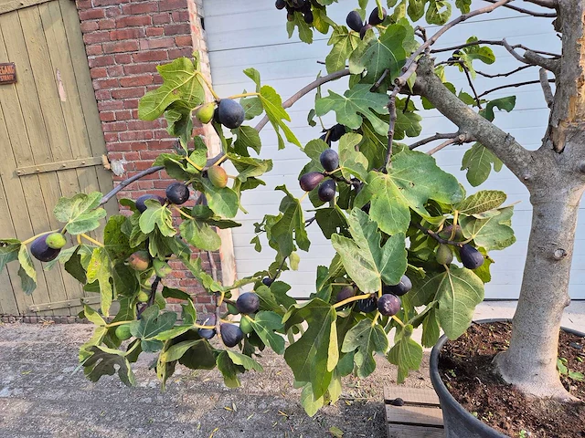 Vijgenboom xxl- ficus carica - hoogte ca. 220 cm - afbeelding 2 van  5