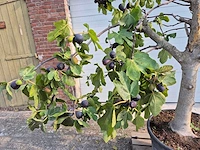 Vijgenboom xxl- ficus carica - hoogte ca. 220 cm - afbeelding 2 van  5