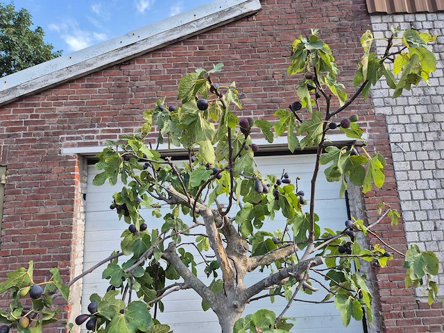 Vijgenboom xxl- ficus carica - hoogte ca. 220 cm - afbeelding 3 van  5