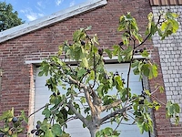 Vijgenboom xxl- ficus carica - hoogte ca. 220 cm - afbeelding 3 van  5