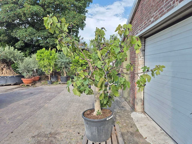 Vijgenboom xxl- ficus carica - hoogte ca. 220 cm - afbeelding 4 van  5