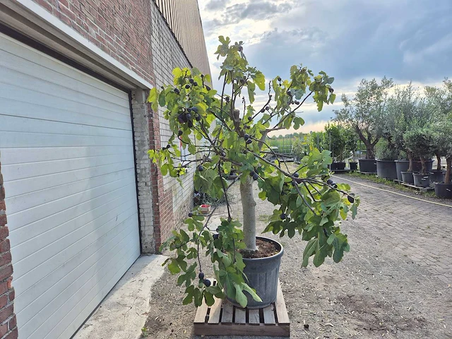 Vijgenboom xxl- ficus carica - hoogte ca. 220 cm - afbeelding 5 van  5