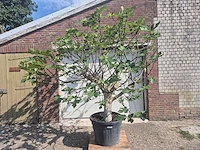 Vijgenboom xxl- ficus carica - hoogte ca. 220 cm - afbeelding 1 van  4