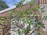 Vijgenboom xxl- ficus carica - hoogte ca. 220 cm - afbeelding 2 van  4