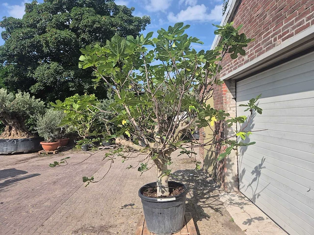 Vijgenboom xxl- ficus carica - hoogte ca. 220 cm - afbeelding 3 van  4