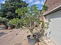 Vijgenboom xxl- ficus carica - hoogte ca. 220 cm - afbeelding 3 van  4
