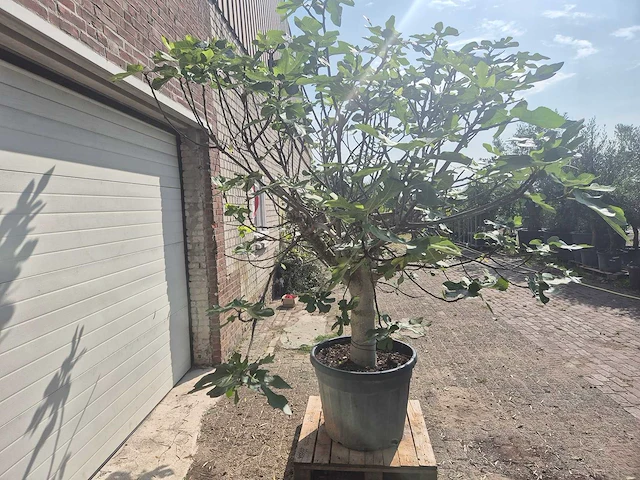 Vijgenboom xxl- ficus carica - hoogte ca. 220 cm - afbeelding 4 van  4