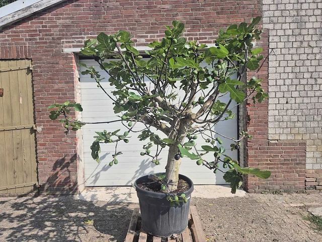 Vijgenboom xxl- ficus carica - hoogte ca. 220 cm - afbeelding 1 van  4
