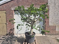 Vijgenboom xxl- ficus carica - hoogte ca. 220 cm - afbeelding 1 van  4