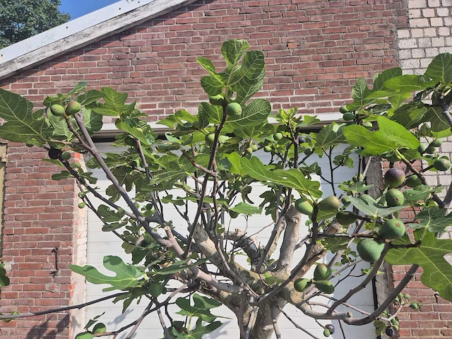 Vijgenboom xxl- ficus carica - hoogte ca. 220 cm - afbeelding 2 van  4