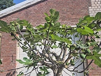 Vijgenboom xxl- ficus carica - hoogte ca. 220 cm - afbeelding 2 van  4