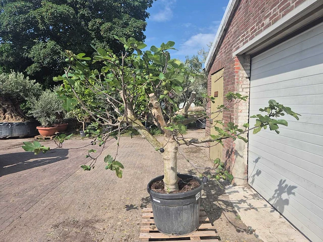 Vijgenboom xxl- ficus carica - hoogte ca. 220 cm - afbeelding 3 van  4