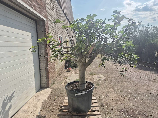 Vijgenboom xxl- ficus carica - hoogte ca. 220 cm - afbeelding 4 van  4