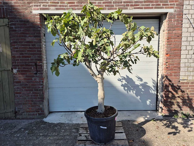 Vijgenboom xxl- ficus carica - hoogte ca. 220 cm - afbeelding 1 van  3