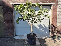 Vijgenboom xxl- ficus carica - hoogte ca. 220 cm - afbeelding 1 van  3