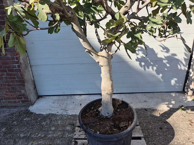 Vijgenboom xxl- ficus carica - hoogte ca. 220 cm - afbeelding 2 van  3