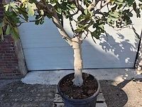 Vijgenboom xxl- ficus carica - hoogte ca. 220 cm - afbeelding 2 van  3