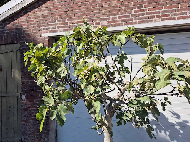 Vijgenboom xxl- ficus carica - hoogte ca. 220 cm - afbeelding 3 van  3