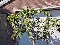 Vijgenboom xxl- ficus carica - hoogte ca. 220 cm - afbeelding 3 van  3