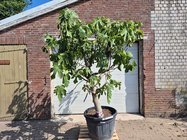 Vijgenboom xxl- ficus carica - hoogte ca. 230 cm - afbeelding 1 van  4