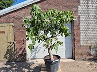Vijgenboom xxl- ficus carica - hoogte ca. 230 cm - afbeelding 1 van  4