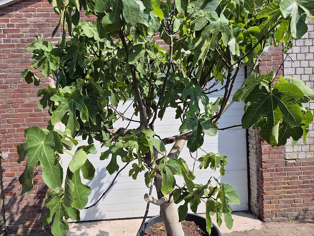Vijgenboom xxl- ficus carica - hoogte ca. 230 cm - afbeelding 2 van  4
