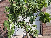 Vijgenboom xxl- ficus carica - hoogte ca. 230 cm - afbeelding 2 van  4