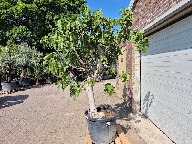 Vijgenboom xxl- ficus carica - hoogte ca. 230 cm - afbeelding 3 van  4