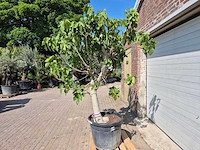 Vijgenboom xxl- ficus carica - hoogte ca. 230 cm - afbeelding 3 van  4