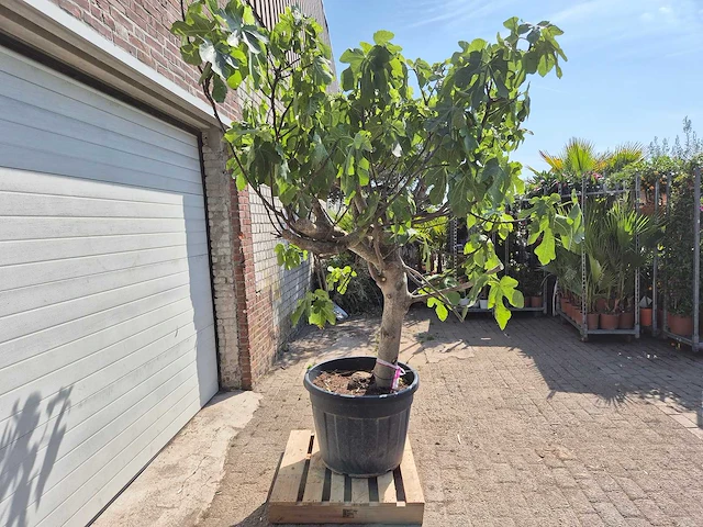 Vijgenboom xxl- ficus carica - hoogte ca. 230 cm - afbeelding 4 van  4