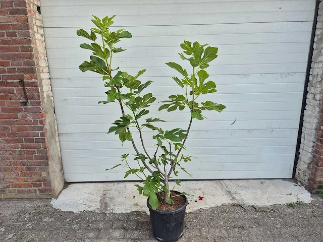 Vijgenstruik - ficus carica - fruit tree - hoogte ca. 140 cm - afbeelding 1 van  3