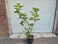 Vijgenstruik - ficus carica - fruit tree - hoogte ca. 140 cm - afbeelding 1 van  3