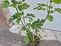 Vijgenstruik - ficus carica - fruit tree - hoogte ca. 140 cm - afbeelding 2 van  3