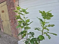 Vijgenstruik - ficus carica - fruit tree - hoogte ca. 140 cm - afbeelding 3 van  3