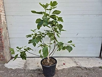 Vijgenstruik - ficus carica - fruit tree - hoogte ca. 140 cm - afbeelding 1 van  3