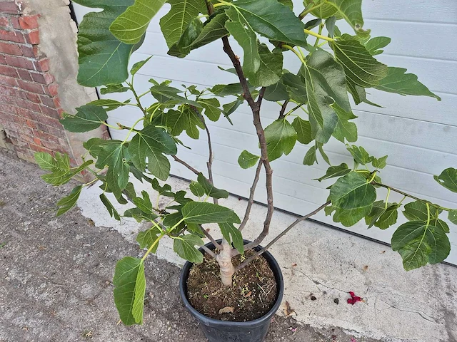 Vijgenstruik - ficus carica - fruit tree - hoogte ca. 140 cm - afbeelding 2 van  3