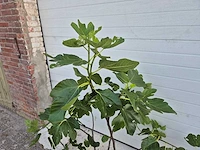 Vijgenstruik - ficus carica - fruit tree - hoogte ca. 140 cm - afbeelding 3 van  3