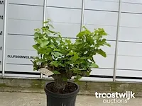 Vitis vinifera compact - afbeelding 2 van  4