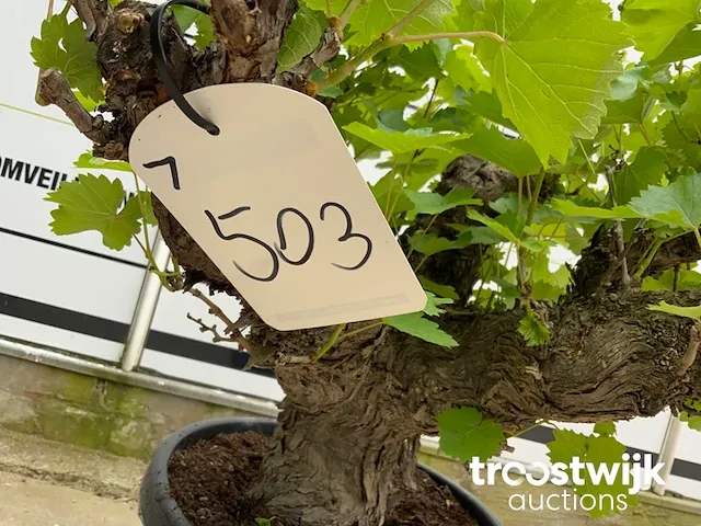 Vitis vinifera compact - afbeelding 4 van  4