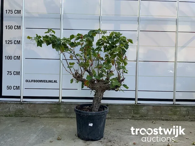 Vitis vinifera compacta druivenrank - afbeelding 1 van  5