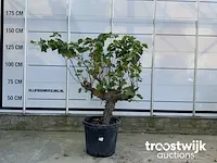 Vitis vinifera compacta druivenrank - afbeelding 1 van  5