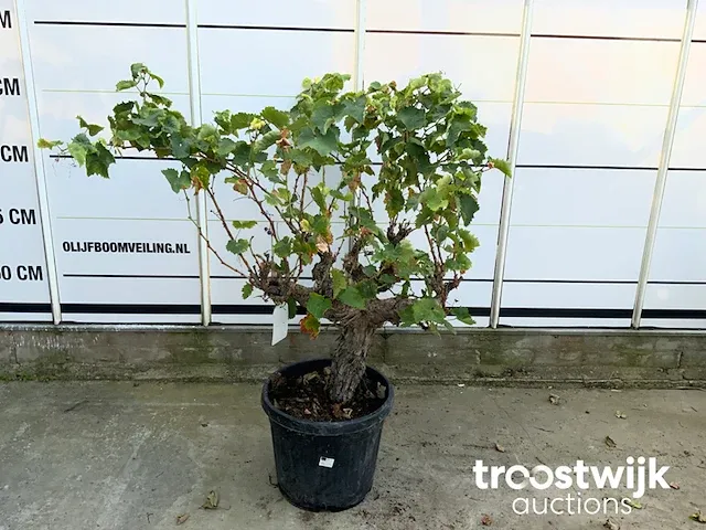 Vitis vinifera compacta druivenrank - afbeelding 2 van  5