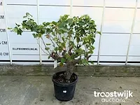 Vitis vinifera compacta druivenrank - afbeelding 2 van  5