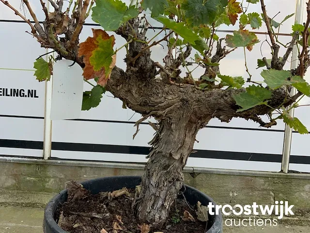 Vitis vinifera compacta druivenrank - afbeelding 3 van  5