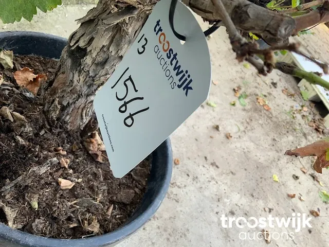 Vitis vinifera compacta druivenrank - afbeelding 4 van  5