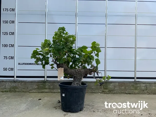 Vitis vinifera compacta druivenrank - afbeelding 1 van  5