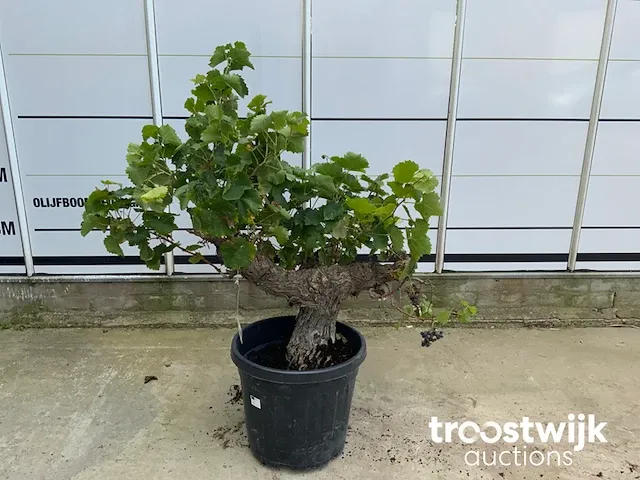 Vitis vinifera compacta druivenrank - afbeelding 2 van  5