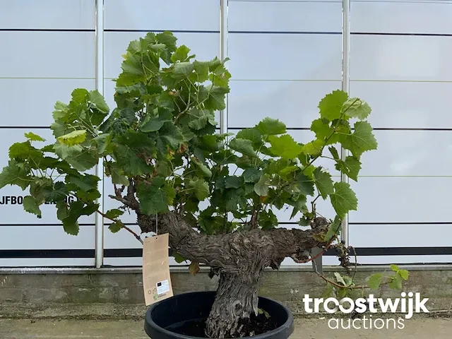 Vitis vinifera compacta druivenrank - afbeelding 3 van  5