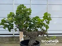 Vitis vinifera compacta druivenrank - afbeelding 3 van  5